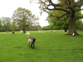 Buttercups Sanctuary for Goats